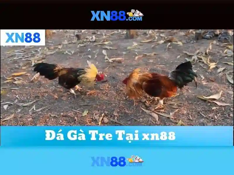 XN88: Nền tảng chơi game và cá cược trực tuyến
