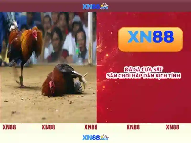 XN88 - Nền tảng giải trí trực tuyến phổ biến