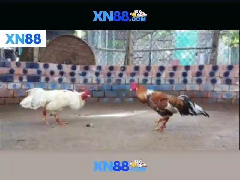 Xn88 là gì và tại sao được nhiều người ưa dùng