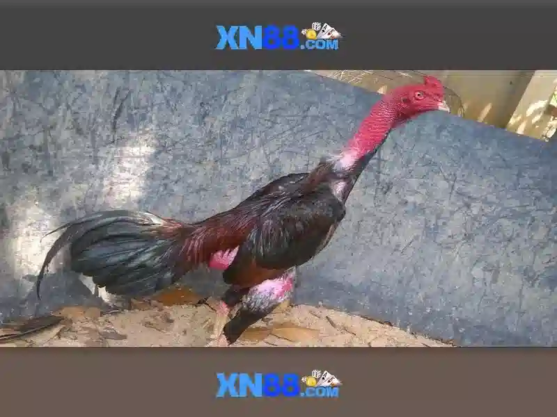 xn88: Tổng quan về nền tảng cược trực tuyến xn88