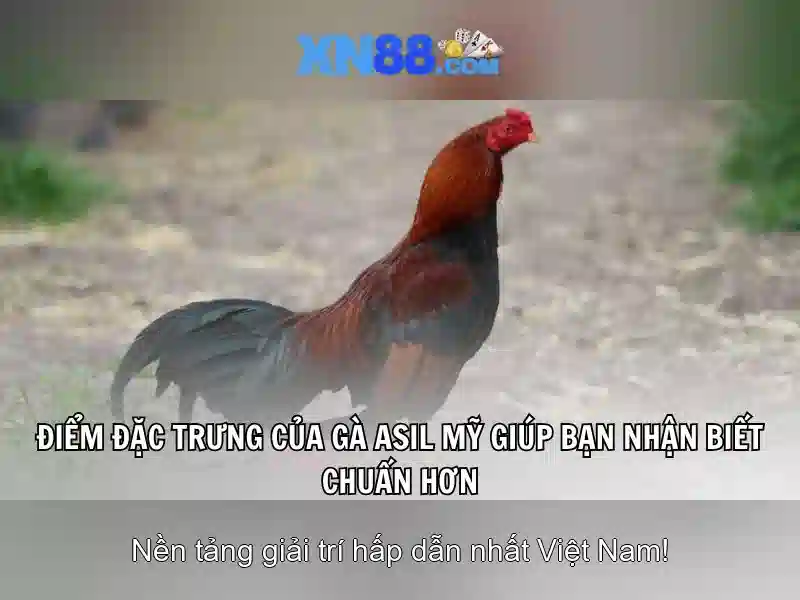 Tinh nang noi bat cua xn88