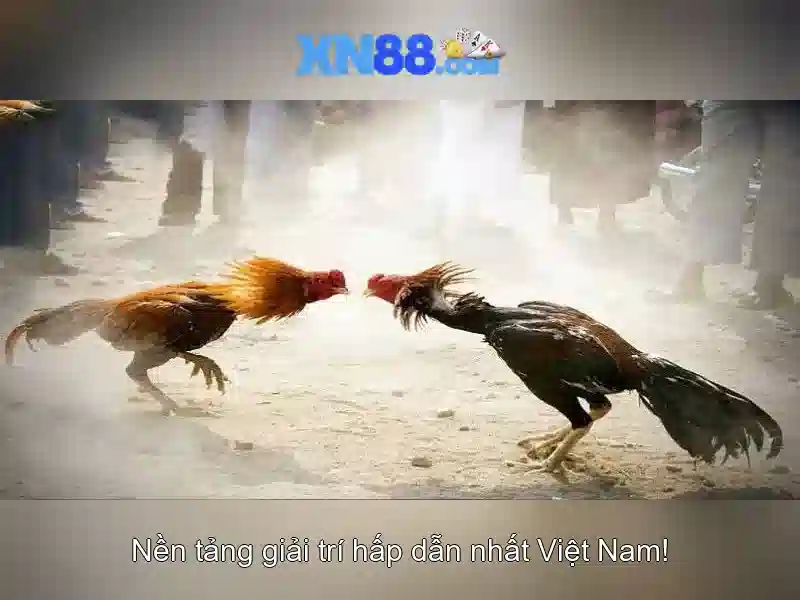 xn88: Tổng quan về nền tảng giải trí trực tuyến