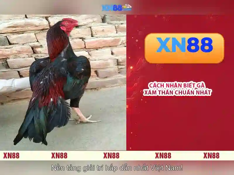 Xn88: Tổng quan, tính năng và trải nghiệm người dùng